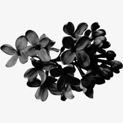 黑色花朵装饰素材