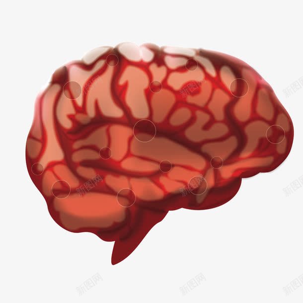 大脑png免抠素材_新图网 https://ixintu.com 人体 器官 红色 脑部