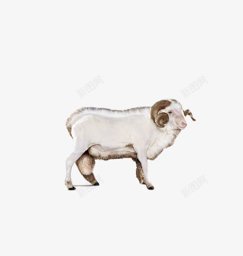 白色的绵羊png免抠素材_新图网 https://ixintu.com 动物 卡通绵羊 纯白的 纯白绵羊 纯羊毛 绵羊插画 装饰图案