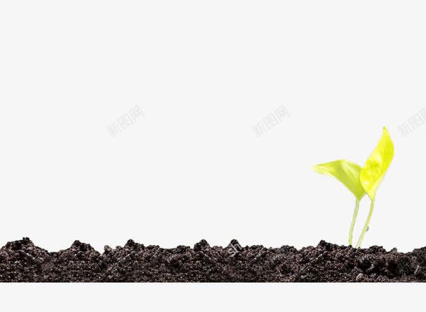 土壤孕育植物png免抠素材_新图网 https://ixintu.com 土壤 植物 生长 绿色