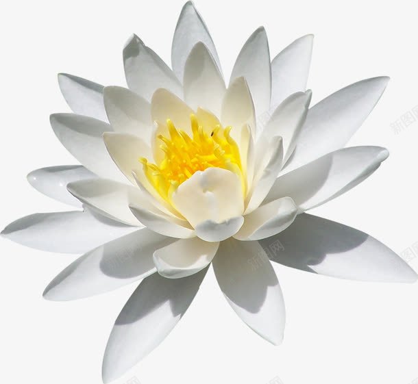 漂亮雏菊png免抠素材_新图网 https://ixintu.com 白色 花卉 花朵 雏菊