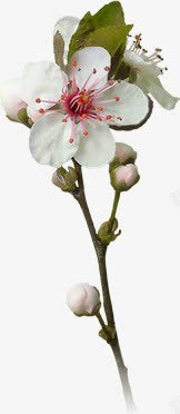 白色花苞花朵装饰素材