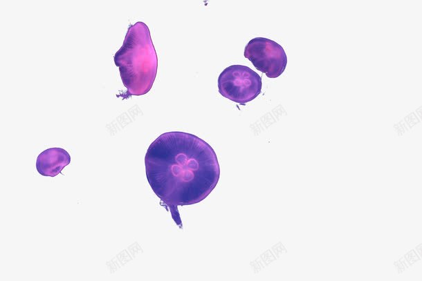 水母png免抠素材_新图网 https://ixintu.com 水母 海洋生物 紫色 红色