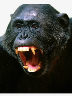 愤怒的猩猩愤怒的黑猩猩高清图片