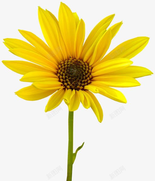 一朵黄色向日葵植物png免抠素材_新图网 https://ixintu.com 一朵 向日葵 植物 素材 黄色