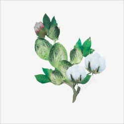 棉花开放棉花高清图片