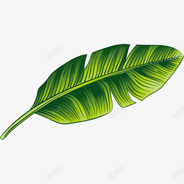 绿色的芭蕉叶png免抠素材_新图网 https://ixintu.com PNG素材 植物 绿色 芭蕉叶