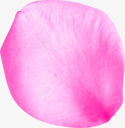 粉色摄影花瓣表面png免抠素材_新图网 https://ixintu.com 摄影 粉色 花瓣 表面