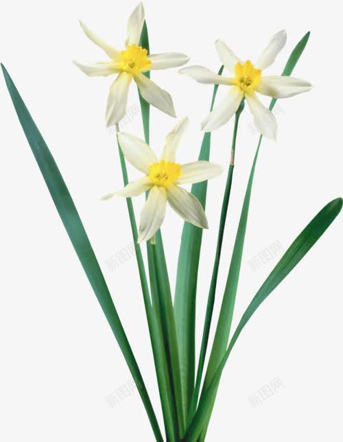 手绘白花绿叶透明png免抠素材_新图网 https://ixintu.com 白花 绿叶 透明