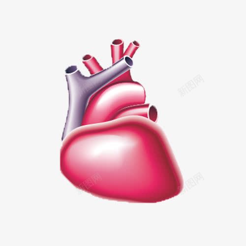 人的心脏png免抠素材_新图网 https://ixintu.com png元素 人体内脏器官 人体组织 内脏 心脏