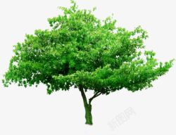 绿色春天绿化环保树木素材