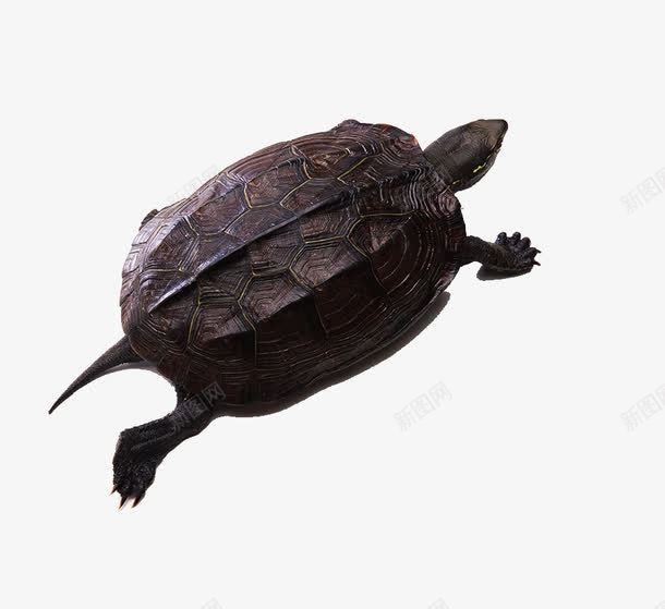 小海龟png免抠素材_新图网 https://ixintu.com 动物 水产 海产 海龟