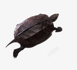 小海龟小海龟高清图片