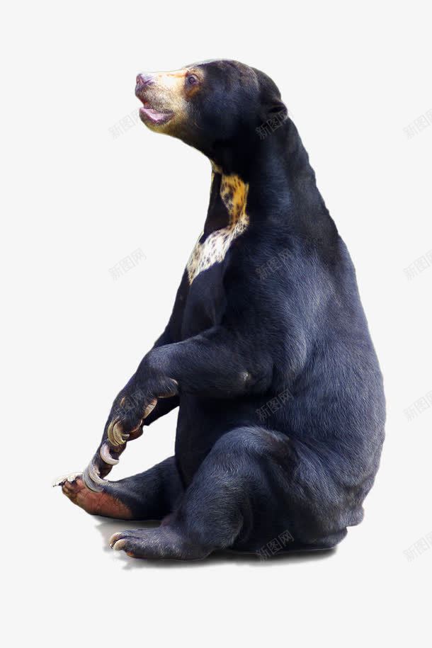黑色大熊png免抠素材_新图网 https://ixintu.com 动物元素 大熊 站立的熊 背景装饰 黑色