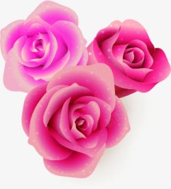 三多粉色玫瑰素材