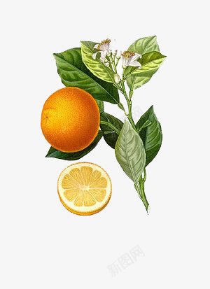 香橙png免抠素材_新图网 https://ixintu.com 叶子 橙 橙花 水果