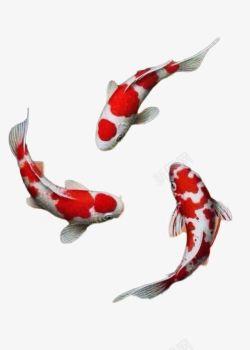 红白相间鱼素材