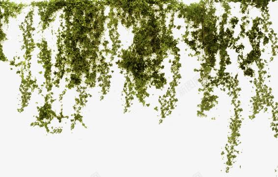 园林植物装饰图案png免抠素材_新图网 https://ixintu.com 园林 园艺 植物 装饰