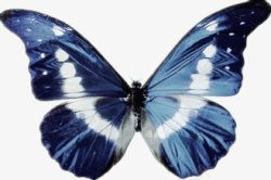 h5蓝色蝴蝶素材