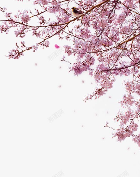 樱花桃花植物图电商视觉盛开的花红色粉色海报网页创意png免抠素材_新图网 https://ixintu.com 图 桃花 植物 樱花 海报 电商 盛开的花 粉色 红色 视觉