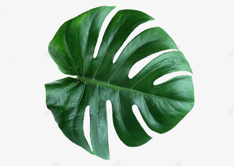 龟背竹植物png免抠素材_新图网 https://ixintu.com 植物 龟背竹