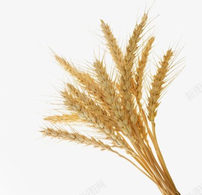 小麦植物Botany图标图标