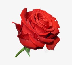 佑佑佑小溪图红色玫瑰情人节素材