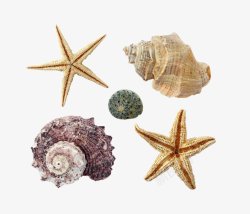 贝壳海星海螺丨实景素材