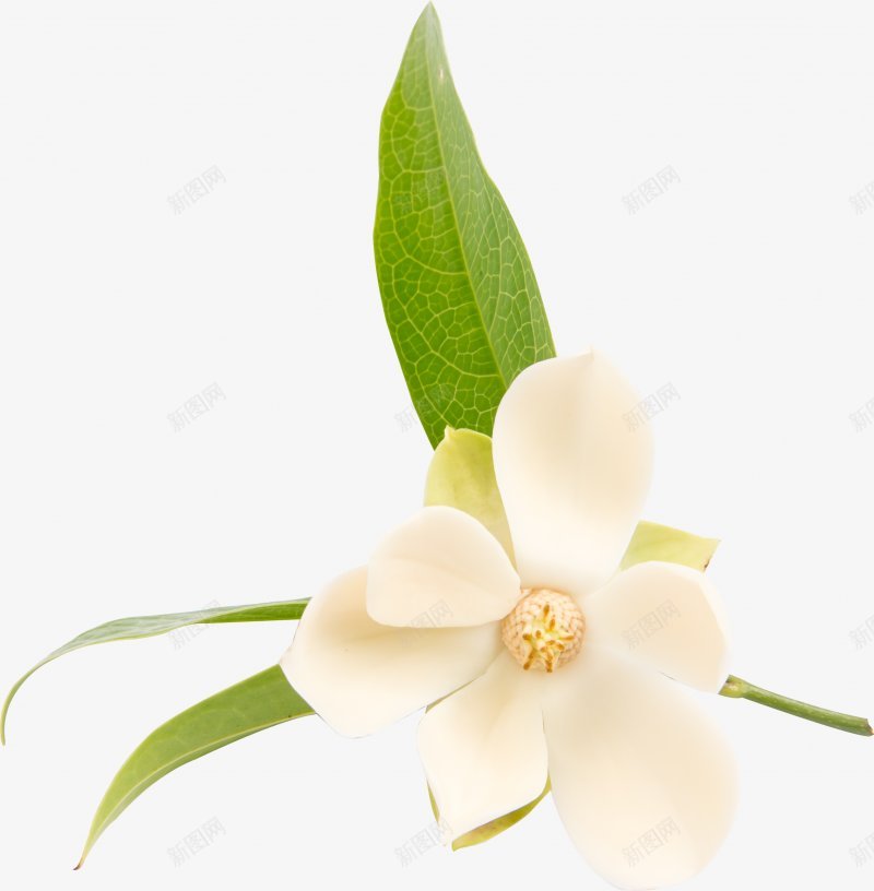 白色花瓣植物png免抠素材_新图网 https://ixintu.com 植物 白色花瓣