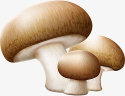 蘑菇香茹素材