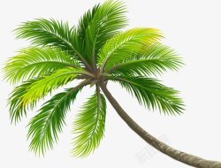 沙滩椰子树素材素材