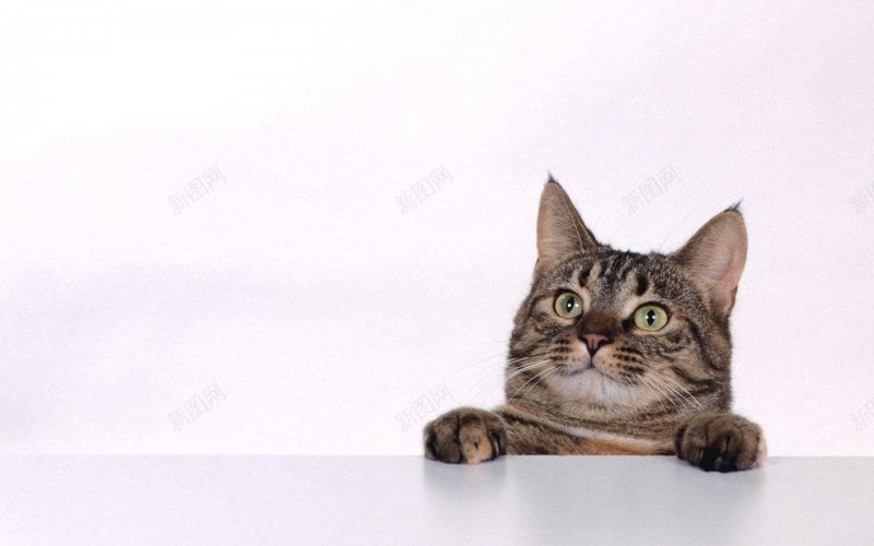 猫的wallpaper萌物jpg设计背景_新图网 https://ixintu.com wallpaper 猫的 萌物