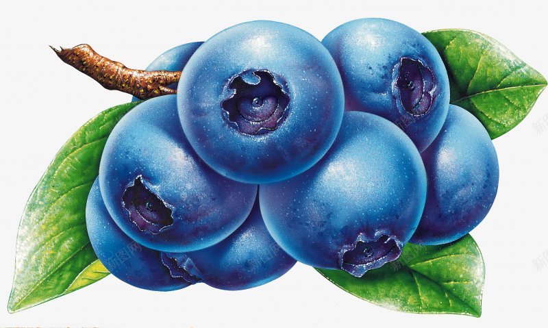 蓝莓水果蔬菜png免抠素材_新图网 https://ixintu.com 水果蔬菜 蓝莓