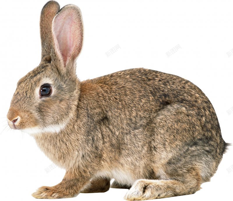 兔子透明动植物jpg设计背景_新图网 https://ixintu.com 兔子透明 动植物