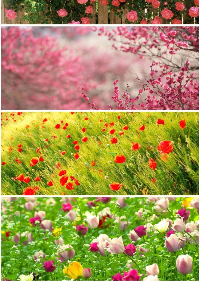 浪漫花海banner图海报网页bannerbajpg设计背景_新图网 https://ixintu.com banner 图 图片 浪漫花海 海报 网页