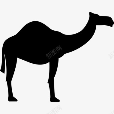 骆驼动物单峰骆驼图标图标