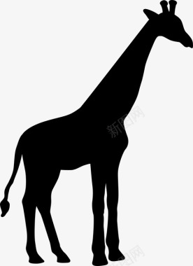 长颈鹿动物动物园图标图标