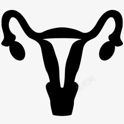 生物生殖子宫解剖学婴儿生物学女性图标高清图片