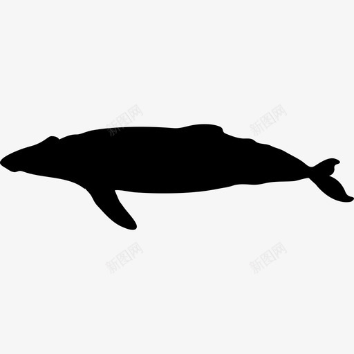 蓝鲸动物鱼巨型哺乳动物图标svg_新图网 https://ixintu.com 动物 哺乳动物 巨型 水 海洋 蓝鲸 鱼