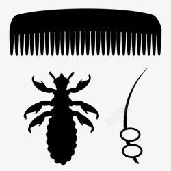 头发虱子虱子昆虫感染图标高清图片