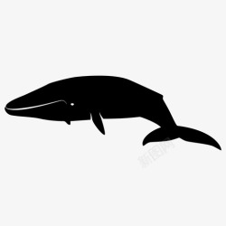大蓝鲸图标鲸鱼动物蓝鲸图标高清图片
