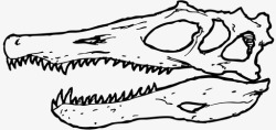 古生物学棘龙头骨三角龙恐龙骨图标高清图片