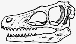 古生物学迅猛龙头骨恐龙骨恐龙化石图标高清图片
