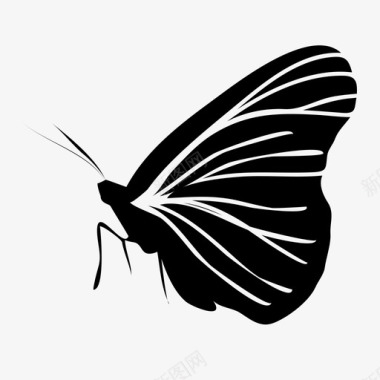蝴蝶虫子飞翔图标图标