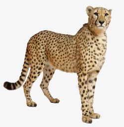 豹子金钱豹透明5动物昆虫动物大型动物小型宠素材