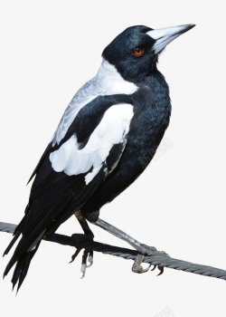 鸟类鸽子麻雀小鸟透明28动物昆虫动物大型动素材