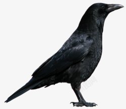 鸟类乌鸦透明12动物昆虫动物大型动物小型宠素材