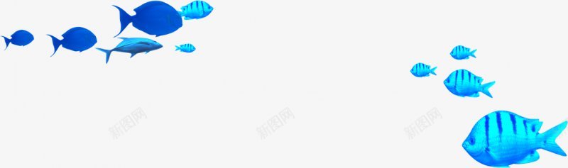 海洋蓝色鱼群png免抠素材_新图网 https://ixintu.com 海洋蓝色鱼群 蓝色鱼群 深海鱼 动物 大海 海洋 海鱼 海鲜 深海 生鲜 蓝色 鱼群 鱼