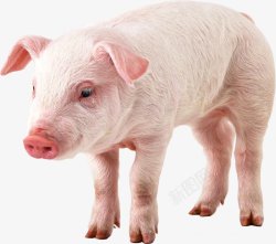 猪家畜透明6动物昆虫动物大型动物小型宠物合素材