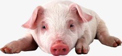 猪家畜透明3动物昆虫动物大型动物小型宠物合素材